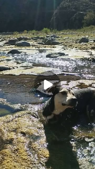 Nala en el agua