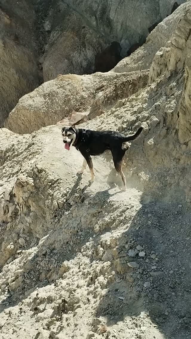Nala en las alturas